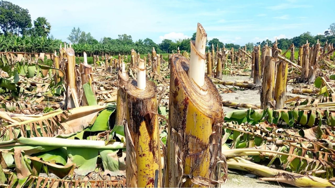 শত্রুতার জেরে ১ হাজার কলাগাছ কেটে ফেলল প্রতিপক্ষ