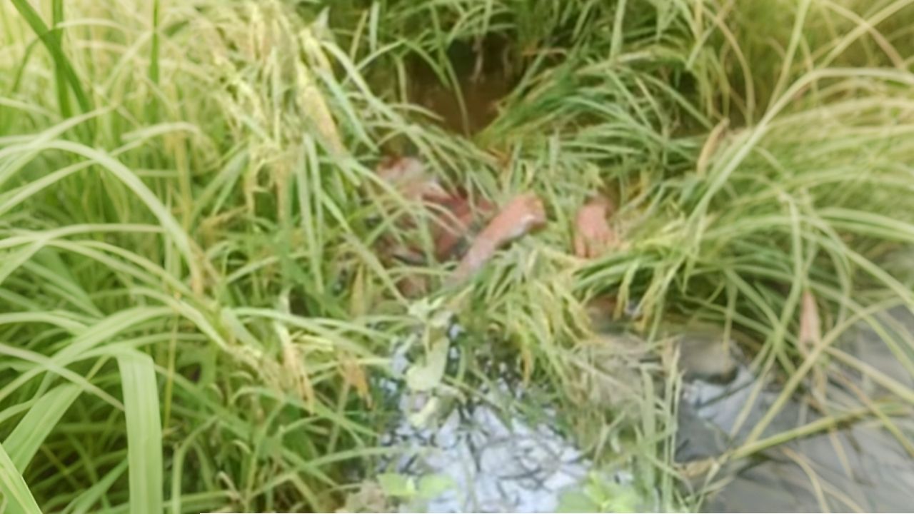 হবিগঞ্জে ধানক্ষেত থেকে এক যুবকের রক্তাক্ত মরদেহ উদ্ধার